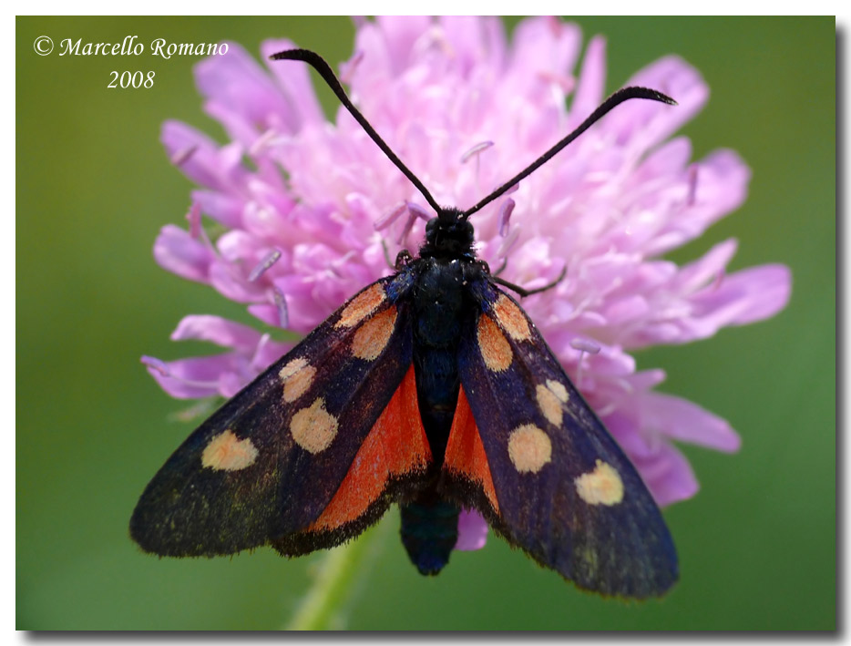 Zygaena angelicae dal Montenegro (Zygaenidae)